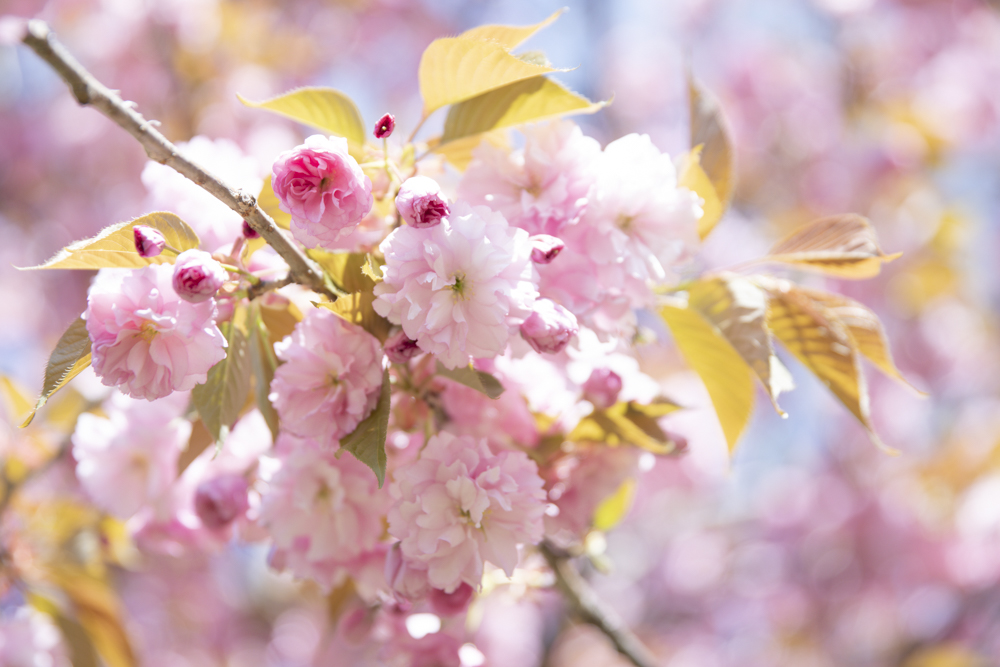 f:id:nyny1212:20200427144810j:plain f:id:nyny1212:20200427144810j:plain