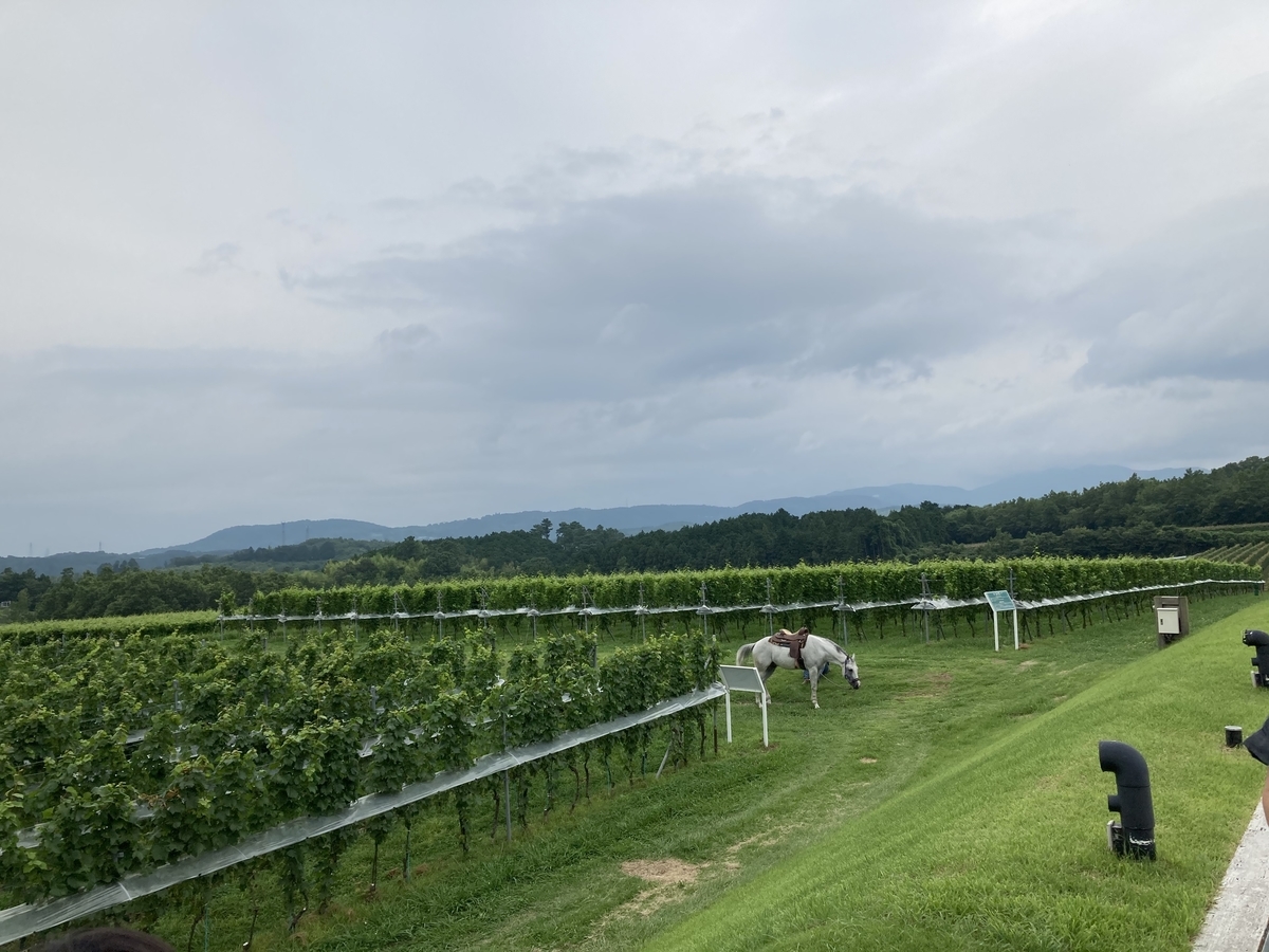 f:id:nyo19772:20200802170017j:plain