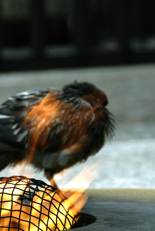 f:id:nyois:20100513125052j:image