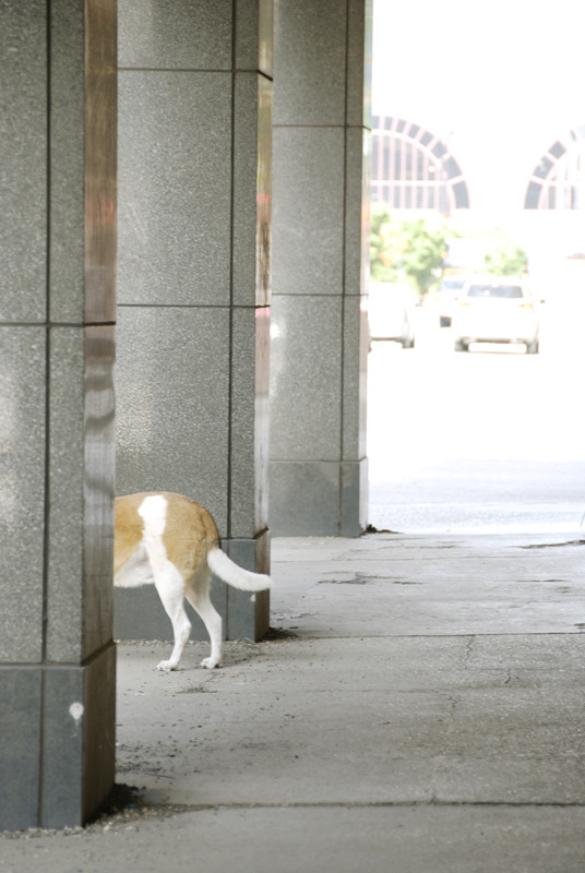 f:id:nyois:20100515093541j:image
