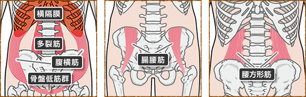 知ったかぶりしていませんか？体幹とインナーマッスルの違い