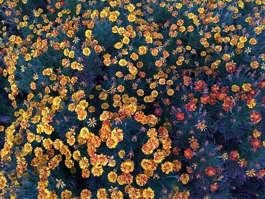 f:id:nyonya-c:20181218214151j:plain