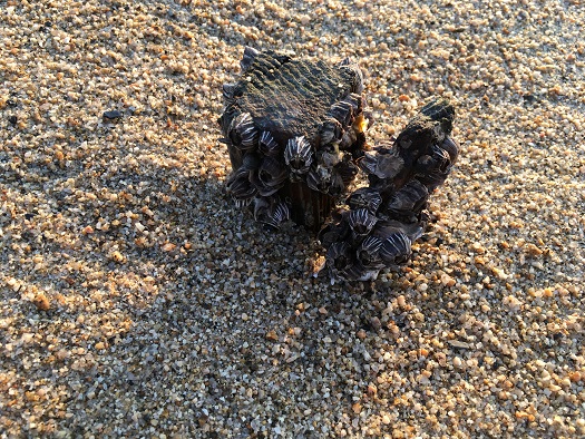 f:id:nyonya-c:20181219123902j:plain