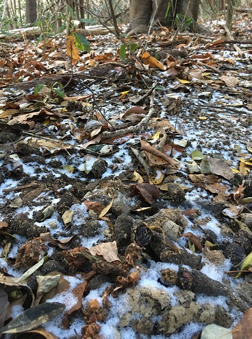 f:id:nyonya-c:20210110125353j:plain