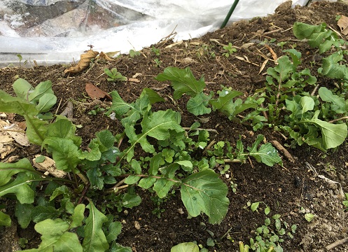 f:id:nyonya-c:20210110134403j:plain