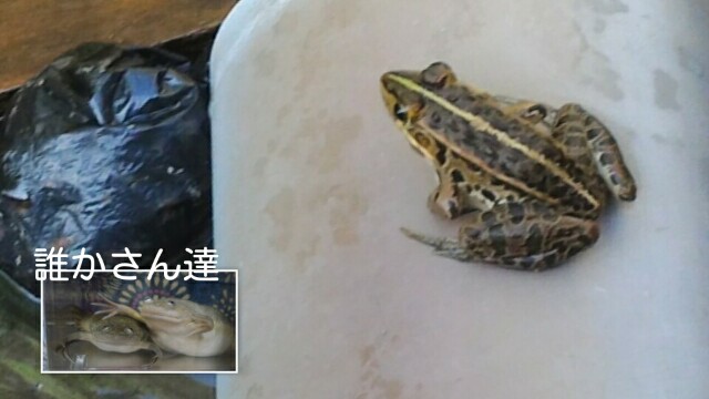 外カエル 家ヘビ達 ニョロンとケロン