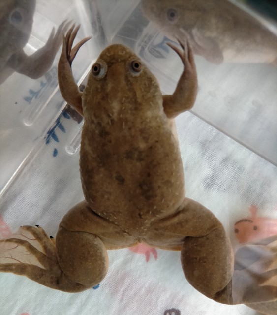 異常脱皮 落ち着いた ニョロンとケロン