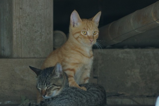 f:id:nyorokolog:20190929190348j:image