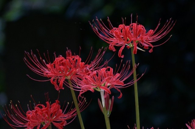 f:id:nyorokolog:20191005172449j:image