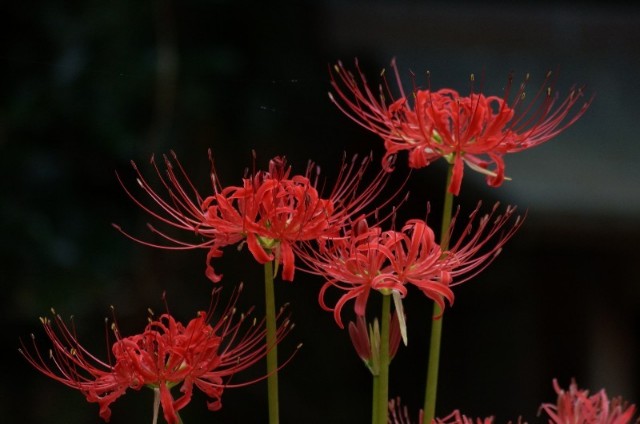 f:id:nyorokolog:20191005172458j:image