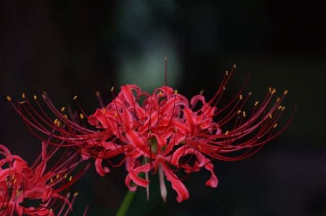 f:id:nyorokolog:20191005172511j:image