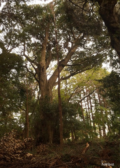 f:id:nyorokolog:20191027214812j:image