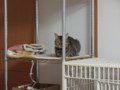 [ねこ][猫][ぬこ]