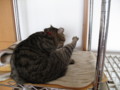 [ねこ][猫][ぬこ]