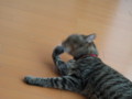 [ねこ][猫][ぬこ]