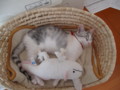 [ねこ][猫][ぬこ]