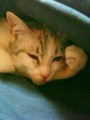 [ねこ][猫][ぬこ]