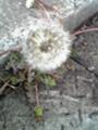 20080417165100