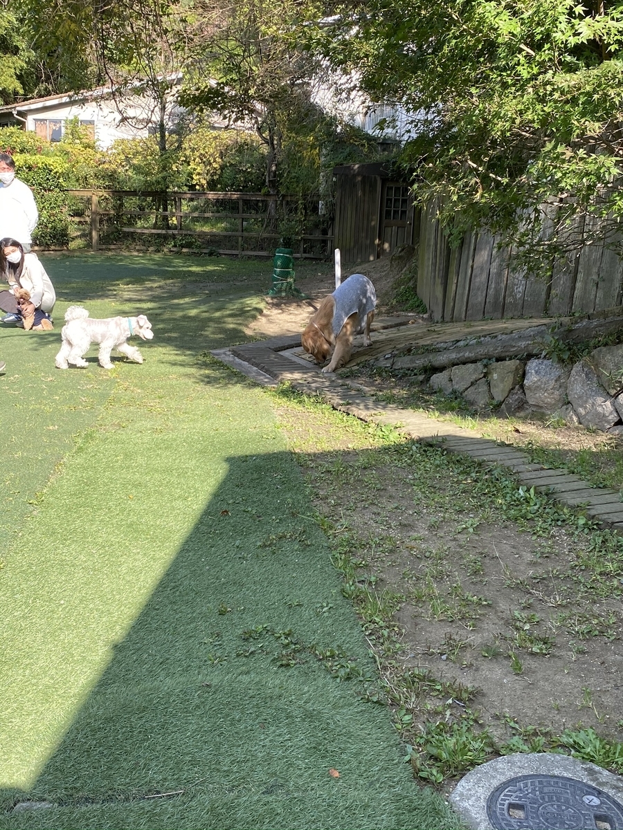 f:id:nyugan-survivor:20201031190958j:plain f:id:nyugan-survivor:20201031190958j:plain