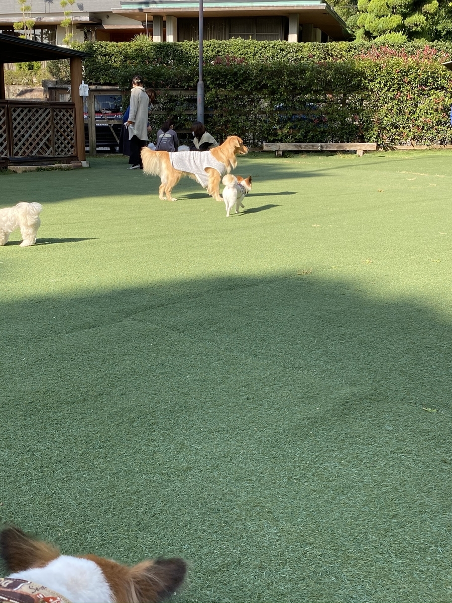 f:id:nyugan-survivor:20201031191042j:plain f:id:nyugan-survivor:20201031191042j:plain