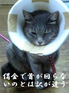 f:id:nyuge3:20071023224105j:image f:id:nyuge3:20071023224105j:image