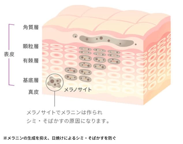 シミができるしくみ