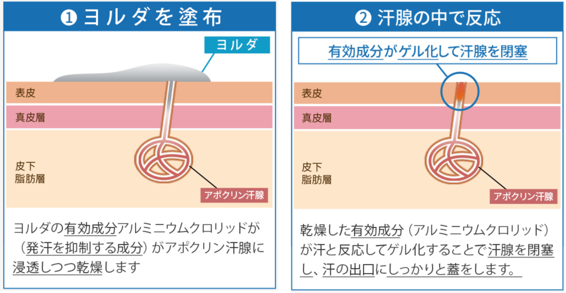 ヨルダのメカニズム