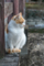 FE50mm F1.8mm F4.0