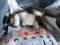 寝ねこ。