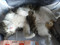 寝ねこ2。