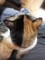 ねこもハーフ＆ハーフ。