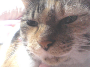 f:id:o-afuro:20051204235916j:image