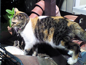 f:id:o-afuro:20080601092300j:image