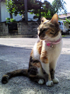 f:id:o-afuro:20080601151500j:image