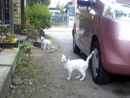 f:id:o-afuro:20090923100228j:image