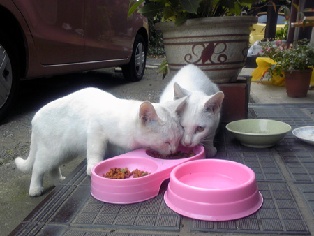 f:id:o-afuro:20090923100554j:image