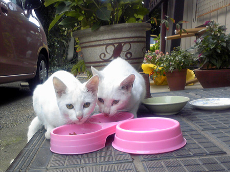 f:id:o-afuro:20090923100843j:image