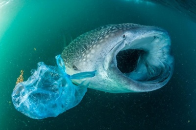 カナダ 使い捨てプラスチック禁止へ 首相表明 気になるトピック ニュース少し掘り下げブログ