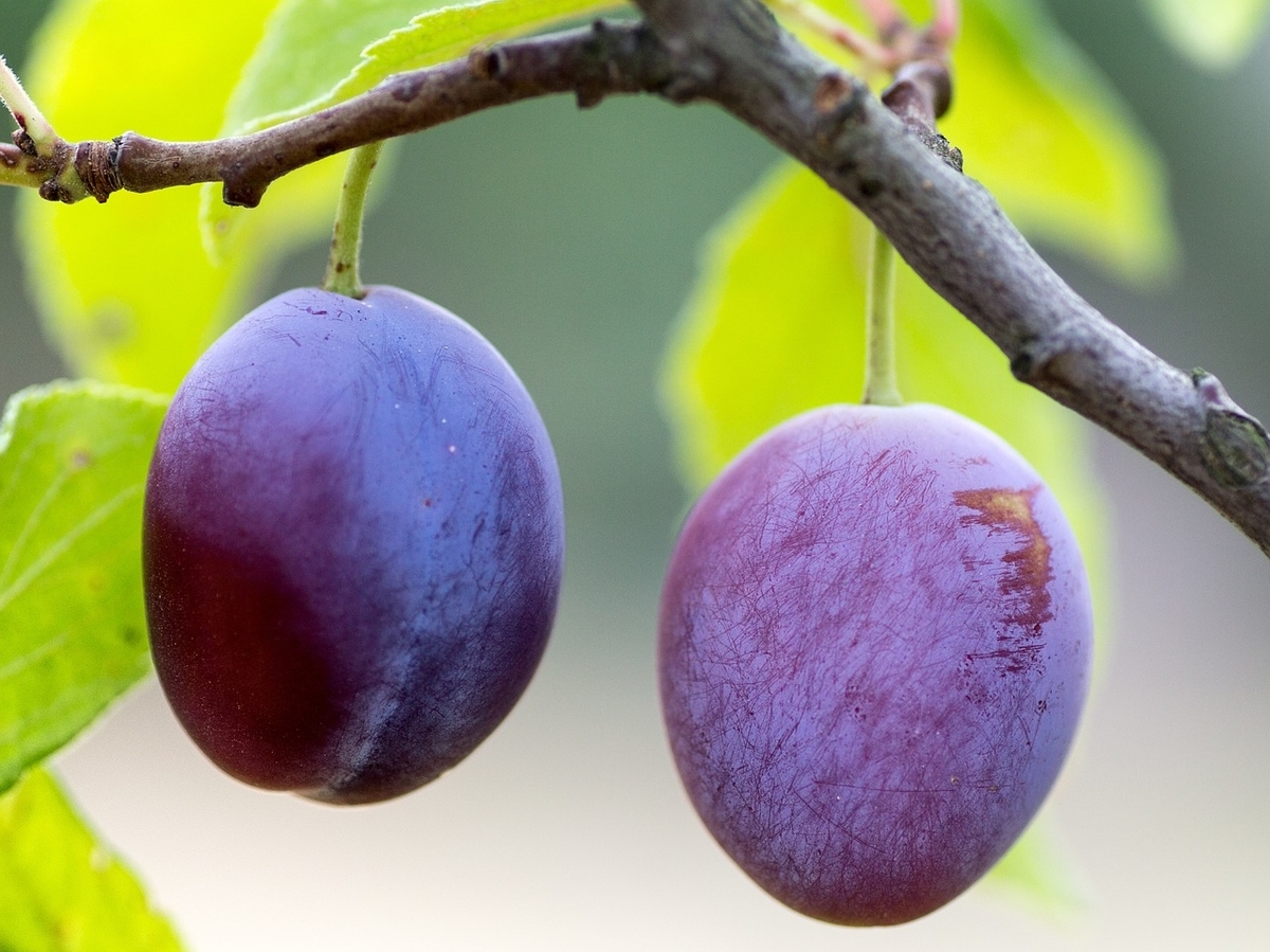 f:id:o-kenya777:20191009152926j:plain f:id:o-kenya777:20191009152926j:plain