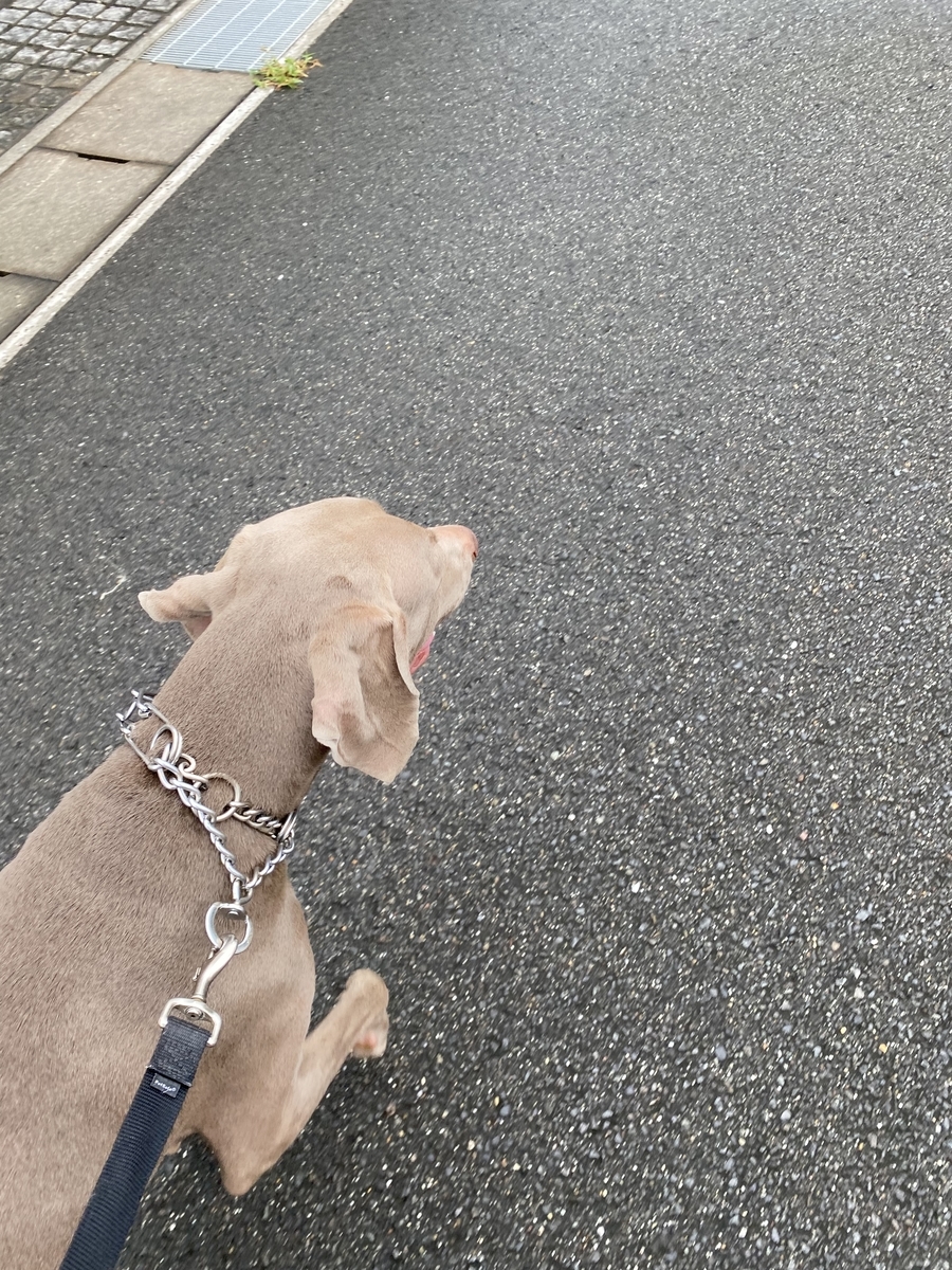 f:id:o-kinainu:20210912205739j:plain