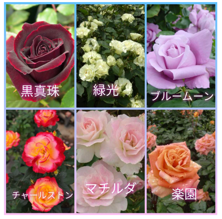 f:id:o-maguro:20211213143424p:plain