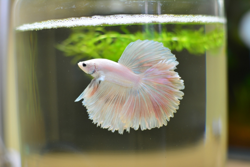 華やかなる闘魚 ベタ - Oの王室