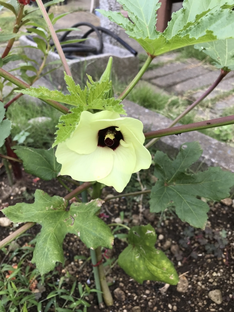 f:id:o-takashi46:20180828043044j:plain