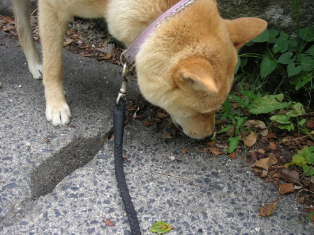 f:id:o-uiri:20080730113927j:image