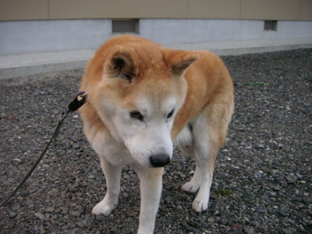 f:id:o-uiri:20081203164833j:image f:id:o-uiri:20081203164833j:image