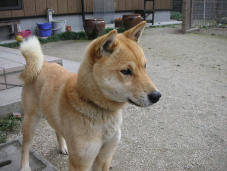 f:id:o-uiri:20090313124300j:image f:id:o-uiri:20090313124300j:image