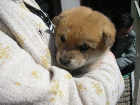 f:id:o-uiri:20090410100256j:image