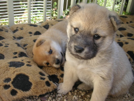 f:id:o-uiri:20090410100504j:image