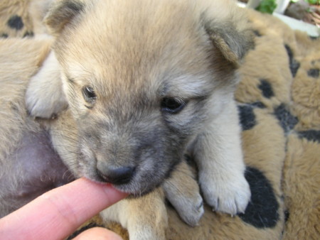 f:id:o-uiri:20090410100851j:image