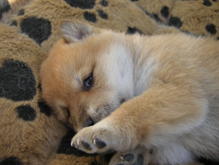 f:id:o-uiri:20090410100906j:image